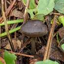 Image de Helvella cupuliformis Dissing & Nannf. 1966