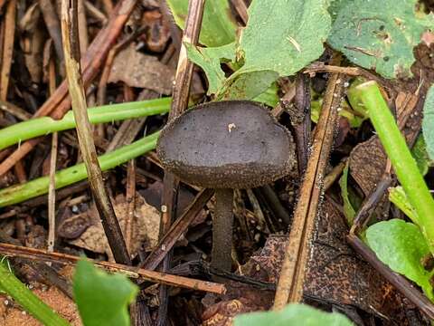 Image de Helvella cupuliformis Dissing & Nannf. 1966