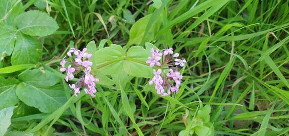 Image of Fedia graciliflora Fischer & Meyer