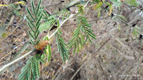 Image of Vachellia hindsii (Benth.) Seigler & Ebinger