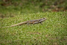 Image of Common Butterfly Lizard