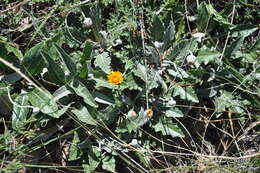 Image of Trichocline reptans (Wedd.) B. L. Rob.