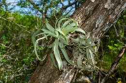 Image of Tillandsia streptophylla Scheidw.