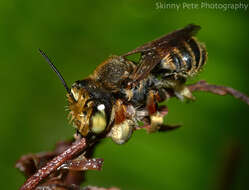 Image of White-footed Leaf-cutter Bee