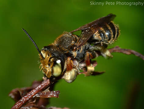 Imagem de Megachile albitarsis Cresson 1872