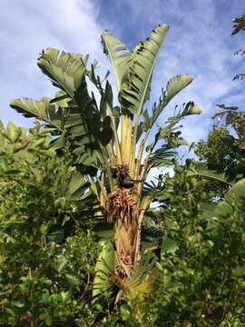 Image of Natal wild banana