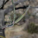 Vauquelinia californica subsp. californica resmi