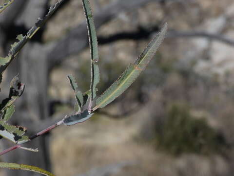 Image de Vauquelinia californica subsp. californica