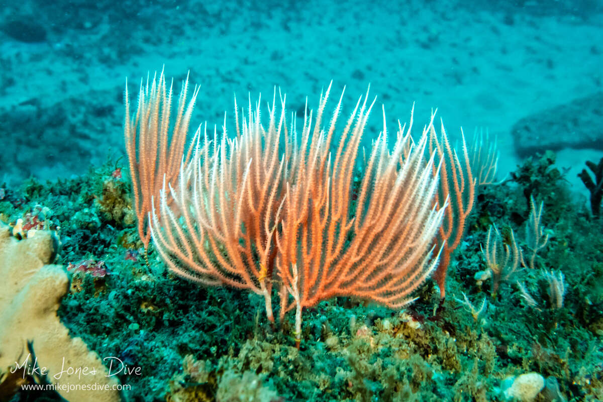 Image of Sphaerokodisis australis (Thomson & Mackinnon 1911)