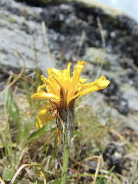 Image of Scorzoneroides helvetica (Merat) J. Holub