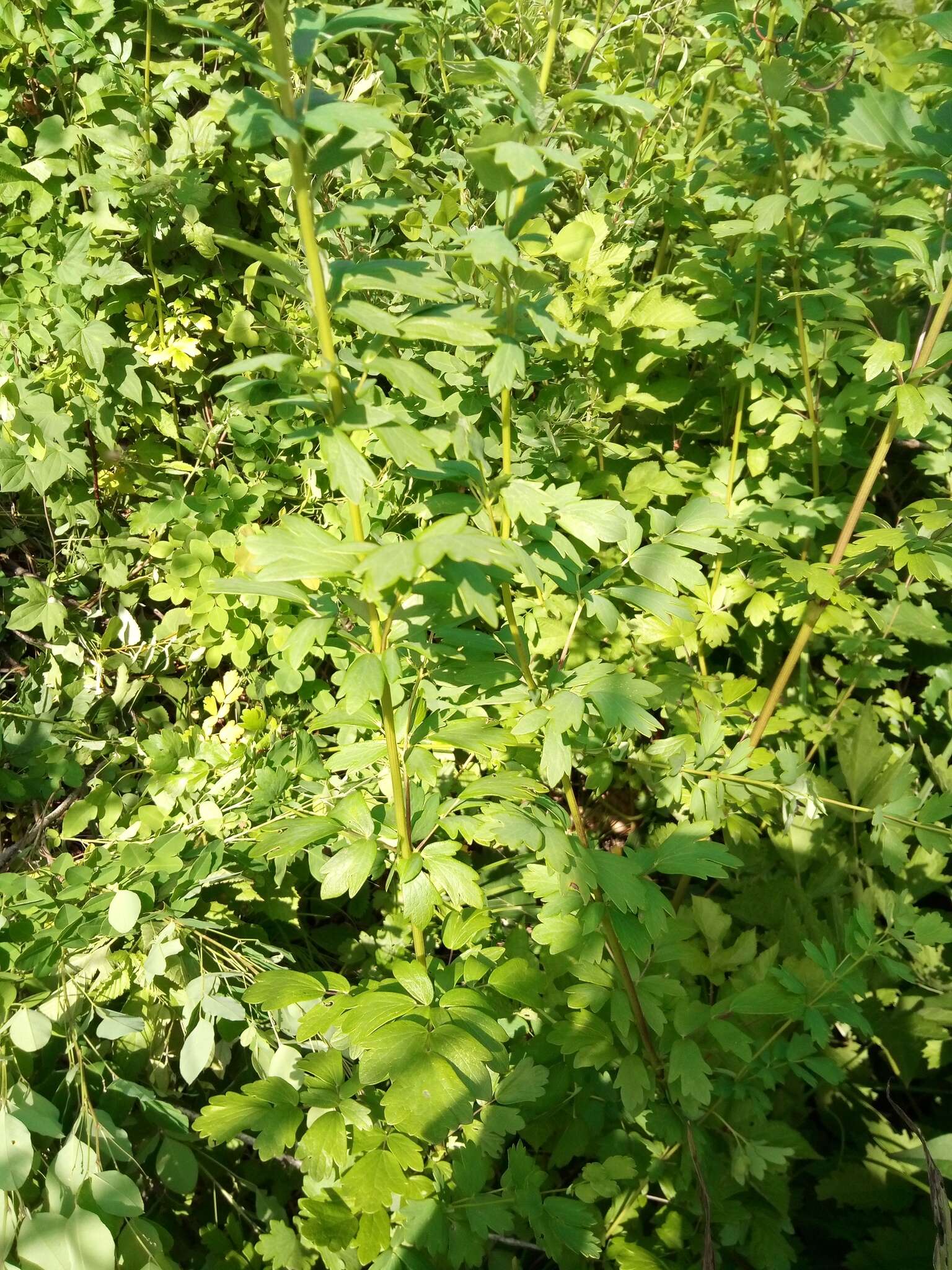 Image of Thalictrum simplex subsp. simplex