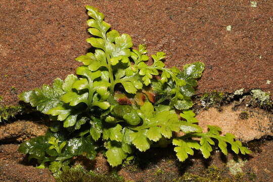 Imagem de Asplenium adiantum-nigrum L.