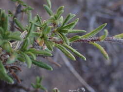 Image of Gorteria alienata (Thunb.) Stångb. & Anderb.