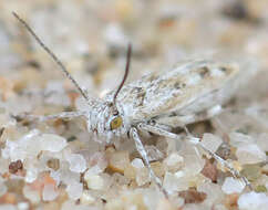 Image of Areniscythris brachypteris Powell 1976