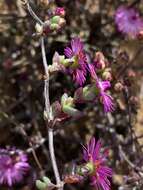 Imagem de Ruschia cymbifolia (Haw.) L. Bol.