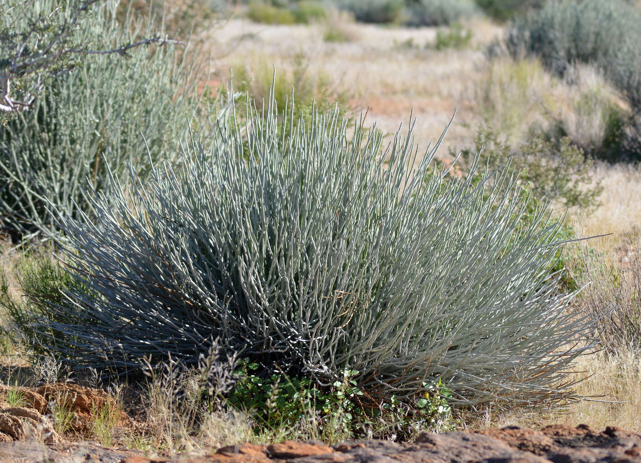 Image of Euphorbia gregaria Marloth