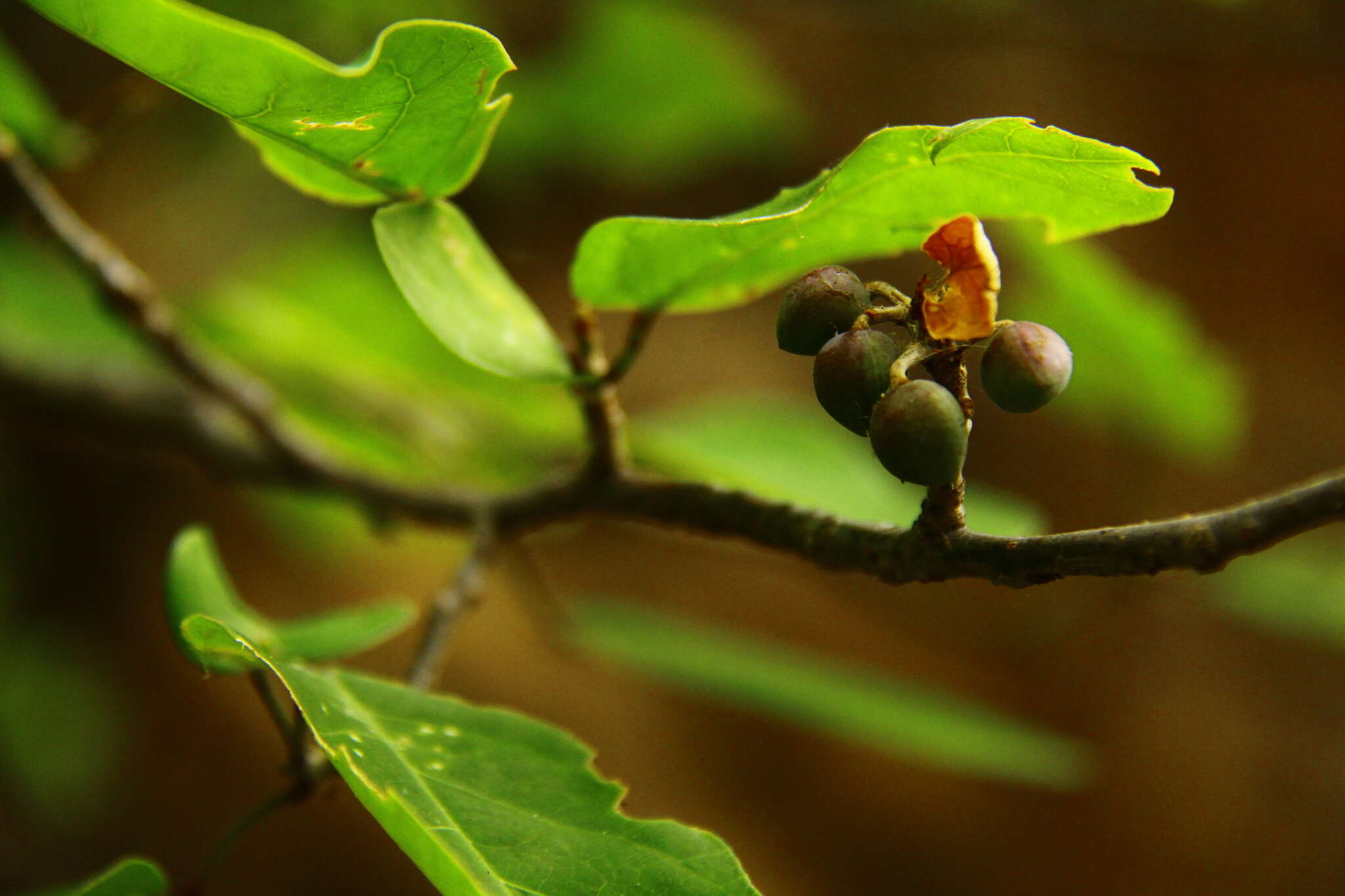 Image of Bursera instabilis Mc Vaugh & Rzedowski