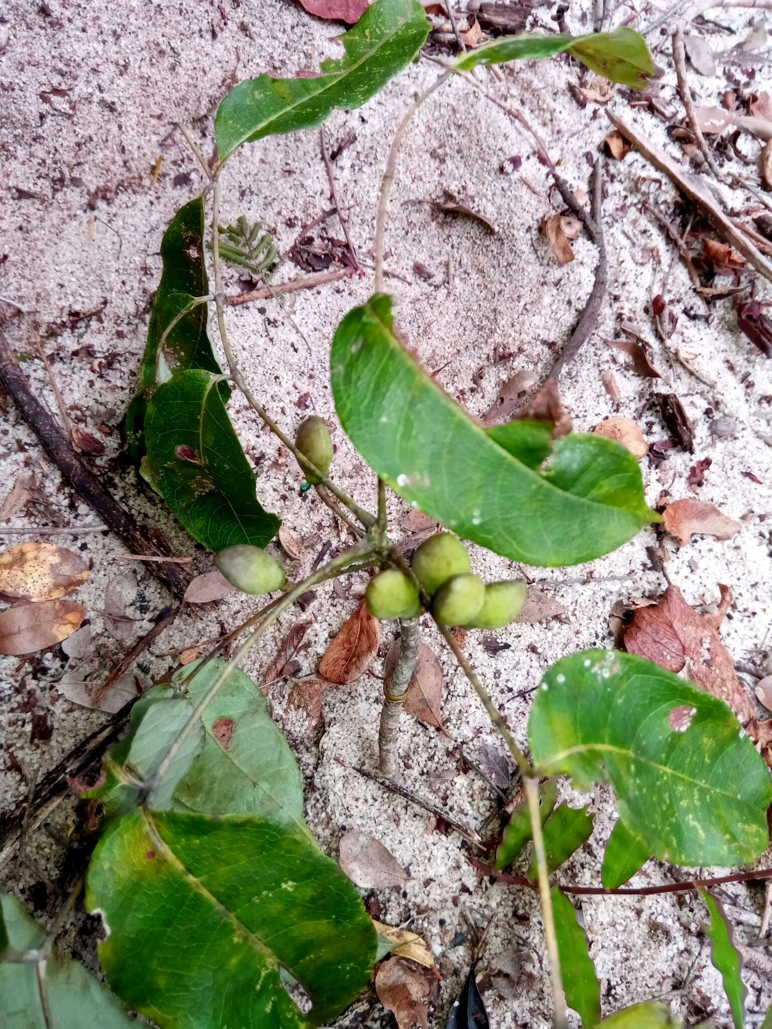 Sivun Commiphora pervilleana Engl. kuva