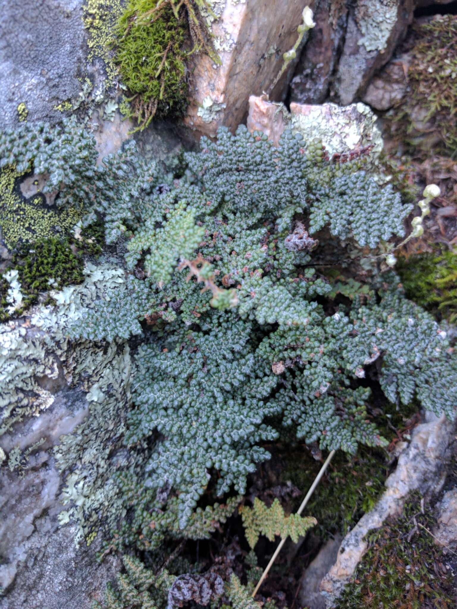 Image of coastal lipfern