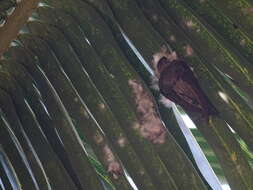 Image of African Palm Swift