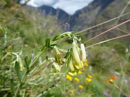 Слика од Lithospermum macbridei I. M. Johnst.