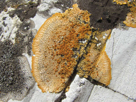 Image de Caloplaca aurantia (Pers.) Hellb.