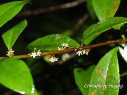 Image of Myrsine stolonifera (Koidz.) E. Walker