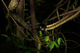 Image of Keeled Rat Snake