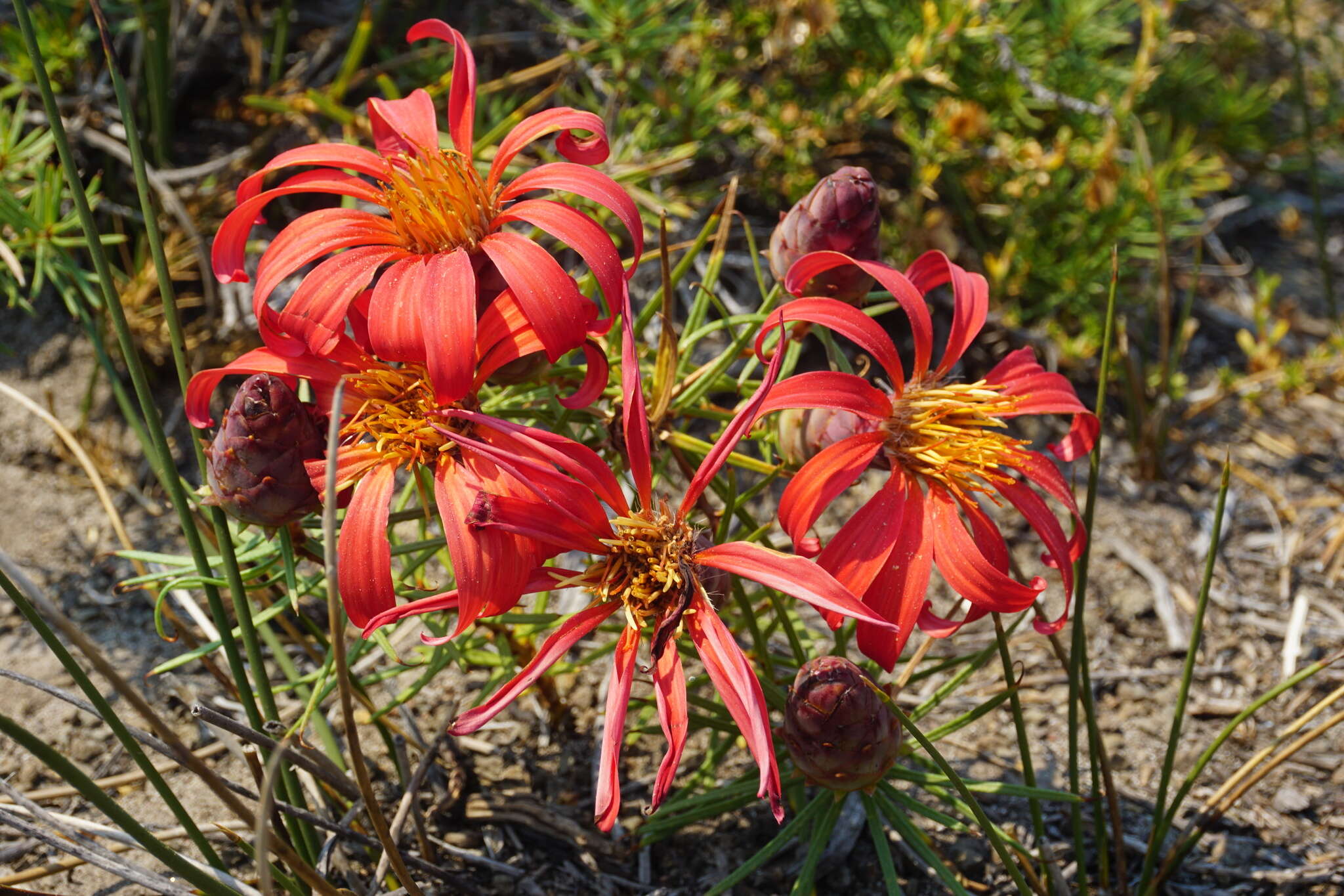 Image of Mutisia subulata rosmarinifolia (P. & E.) Cabrera