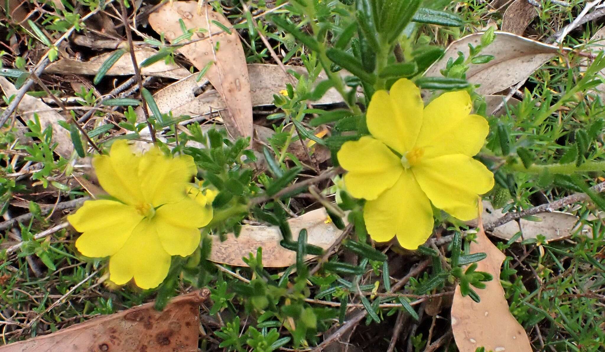 Hibbertia glebosa subsp. glebosa resmi