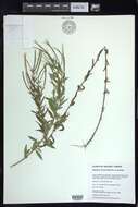 Image of Downy Willowherb