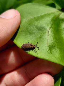 Image of Skeletonizing leaf beetle