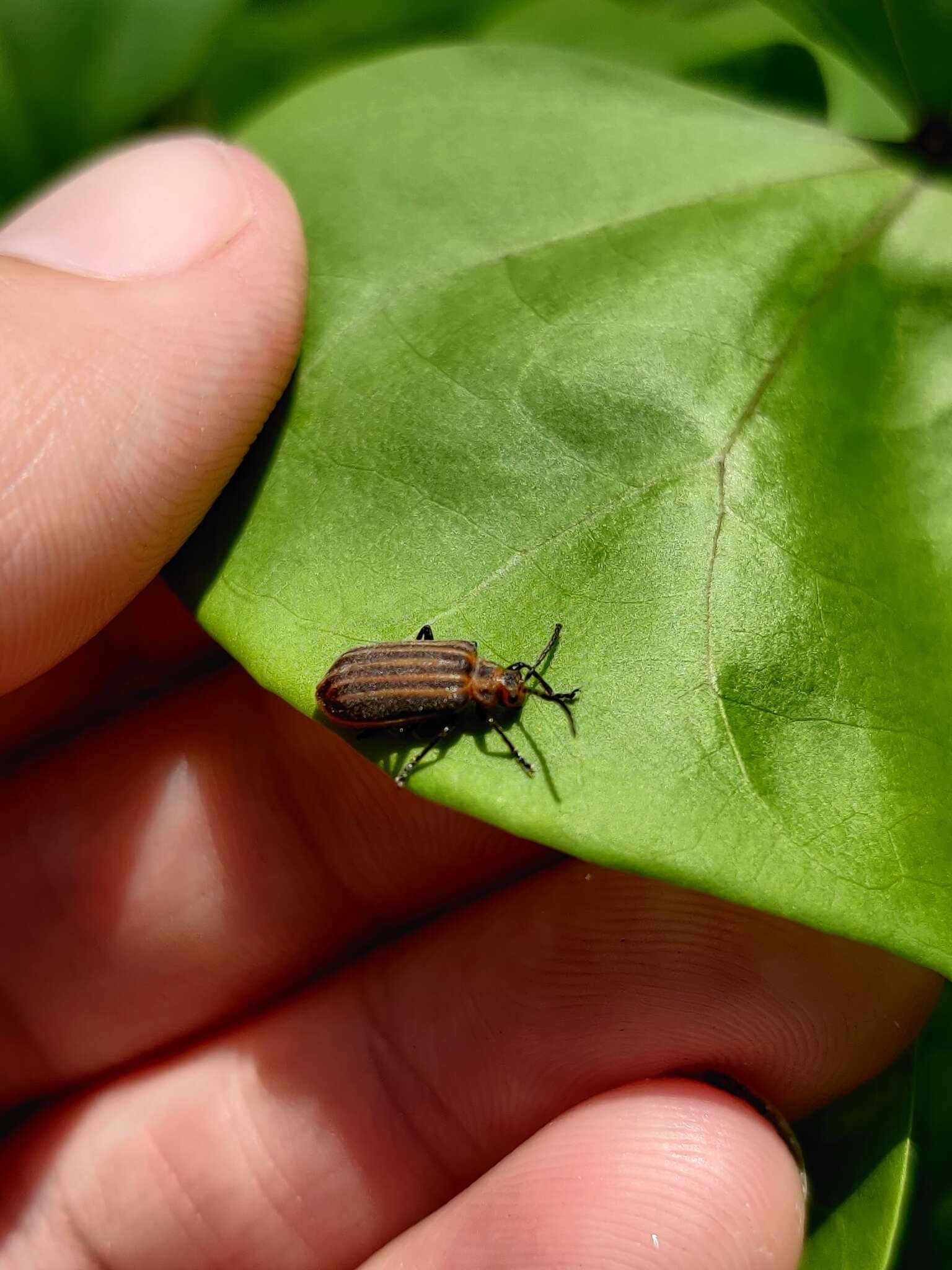 Imagem de Neolochmaea dilatipennis (Jacoby 1886)