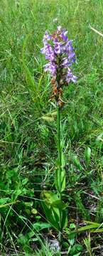 Image of Lesser purple fringed orchid