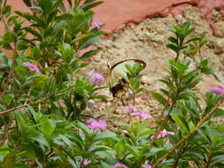 Image of <i>Papilio dardanus tibullus</i>