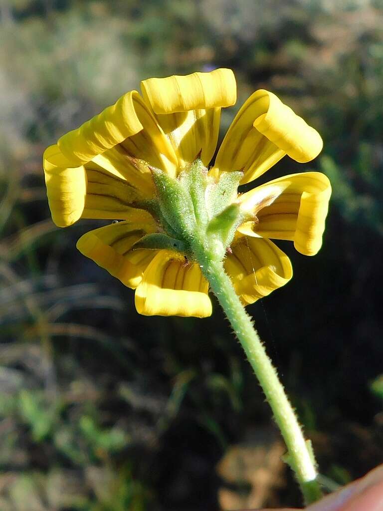 Image of <i>Osteospermum <i>polygaloides</i></i> var. polygaloides