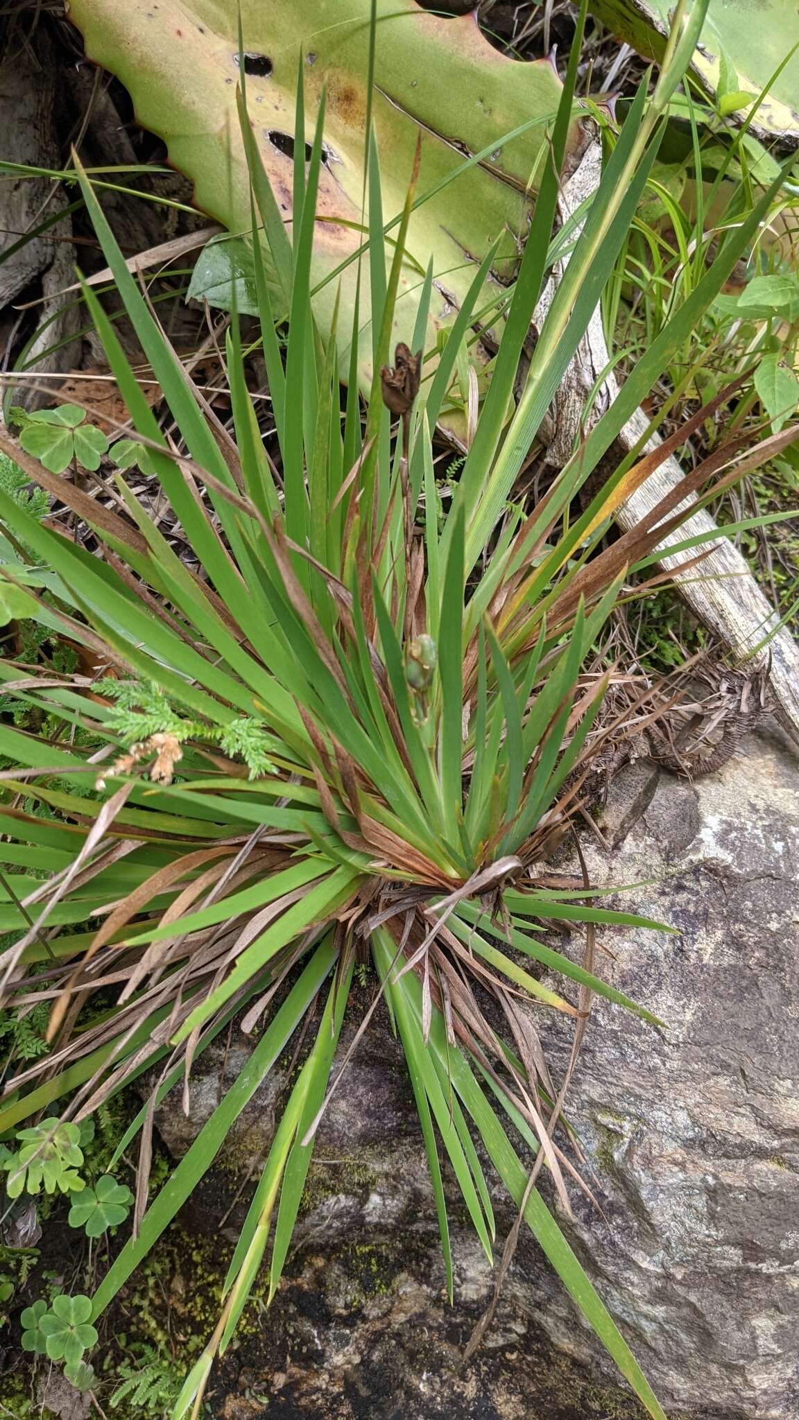 Orthrosanthus monadelphus Ravenna的图像
