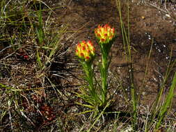 Image of Ceratandra grandiflora Lindl.