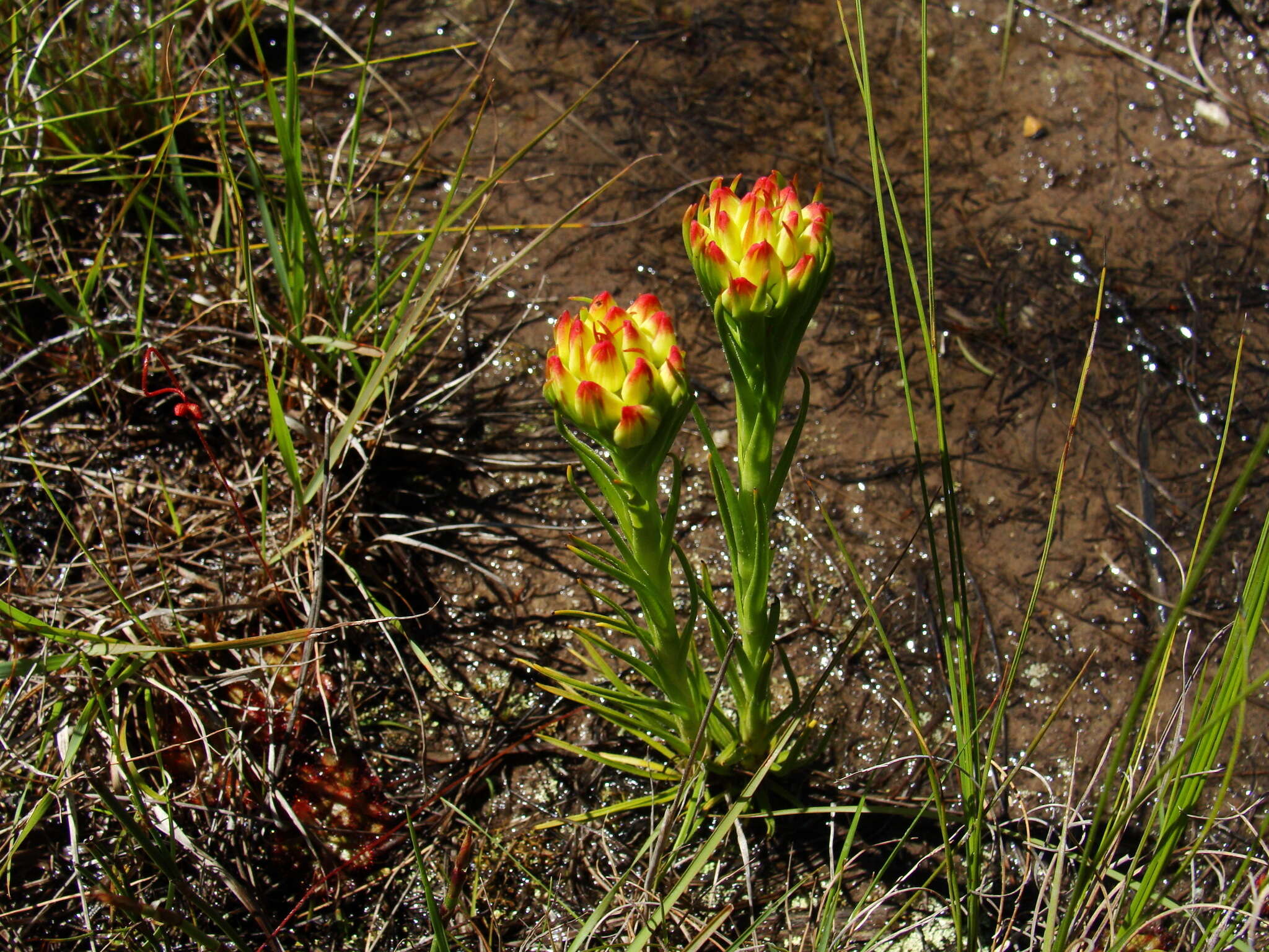 Image of Ceratandra grandiflora Lindl.