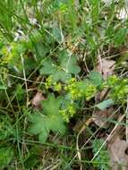 Image of Alchemilla vulgaris L.