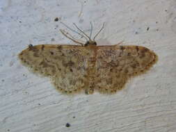 صورة Idaea inquinata Scopoli 1763