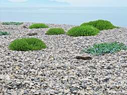 Image of seaside sandplant