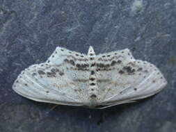 Image of Frosted Tan Wave Moth