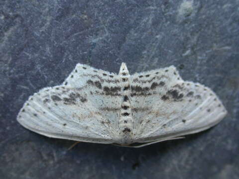 Image of Frosted Tan Wave Moth