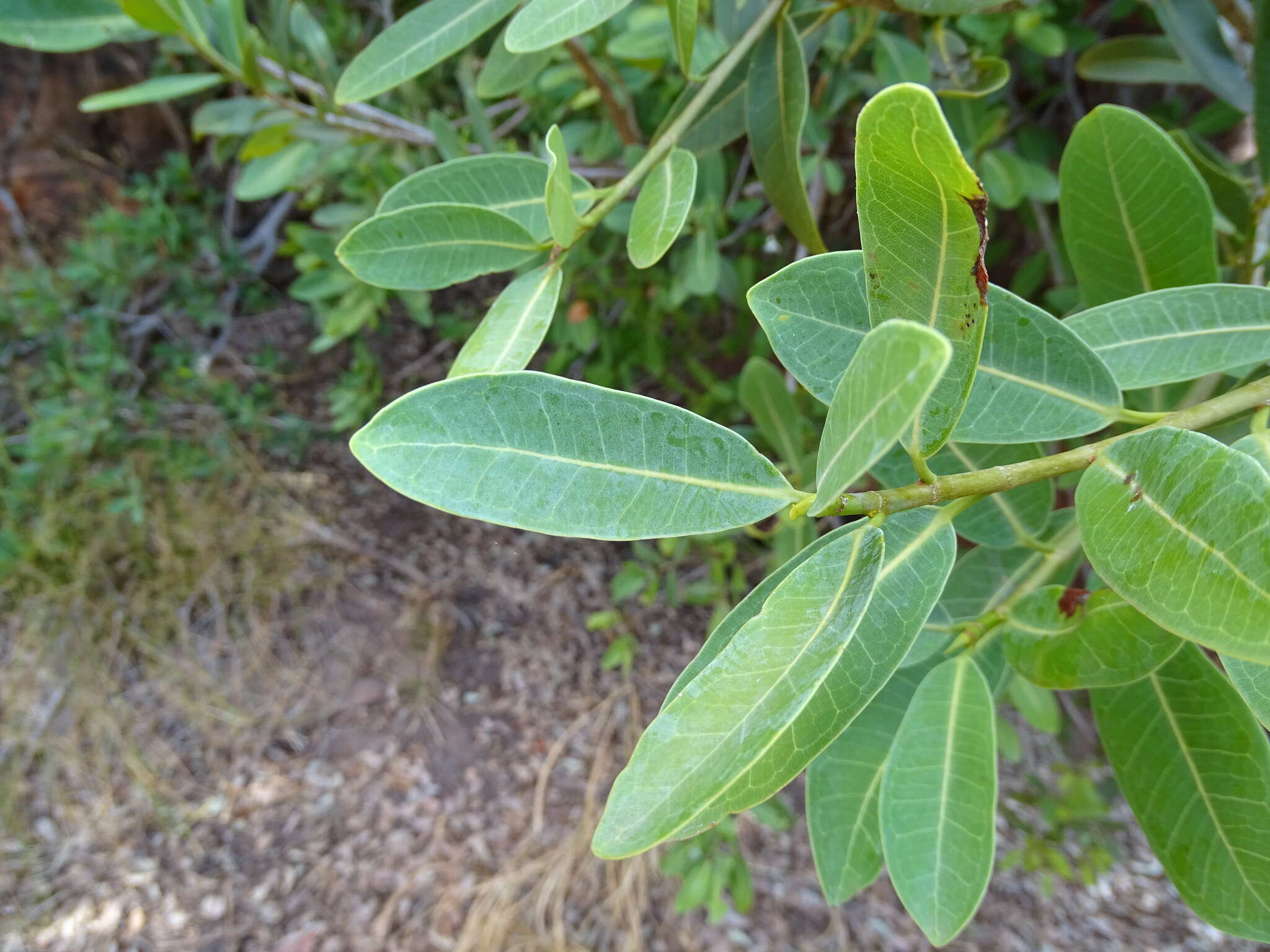 Слика од Ficus ilicina (Sond.) Miq.