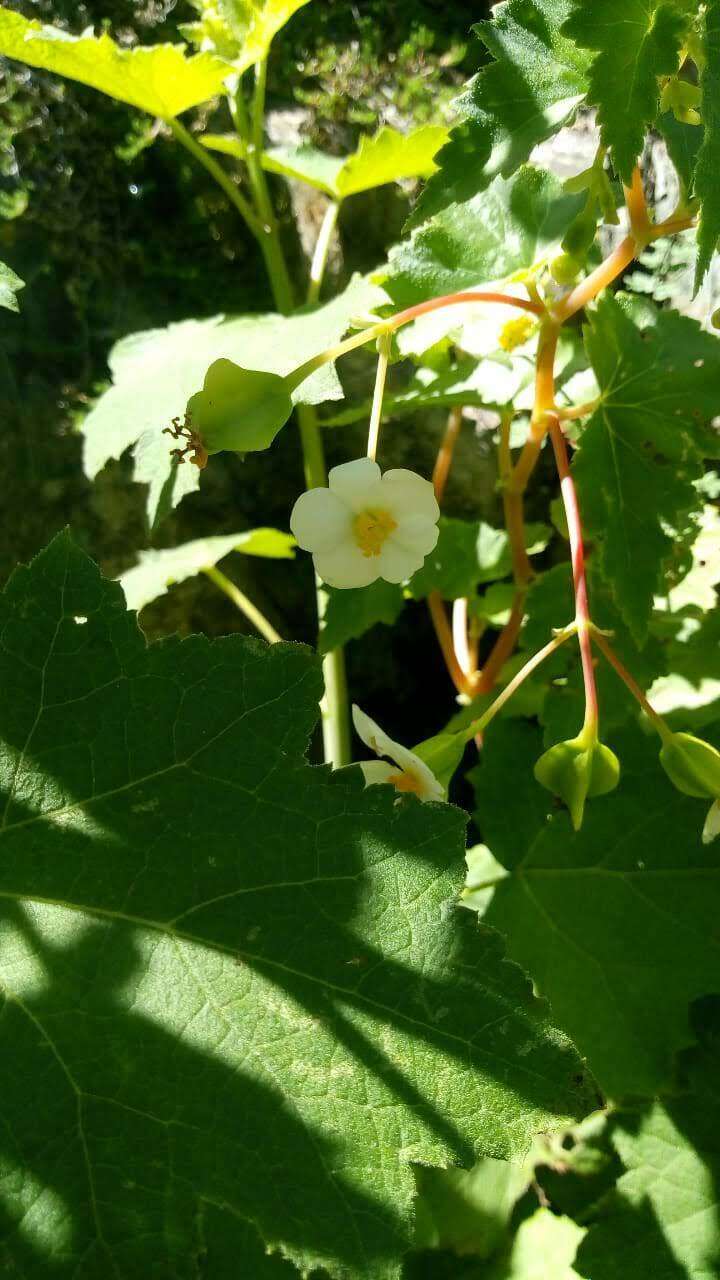 Image of Begonia micranthera Griseb.