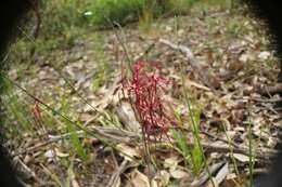 Image of Caladenia erythronema A. P. Br. & G. Brockman