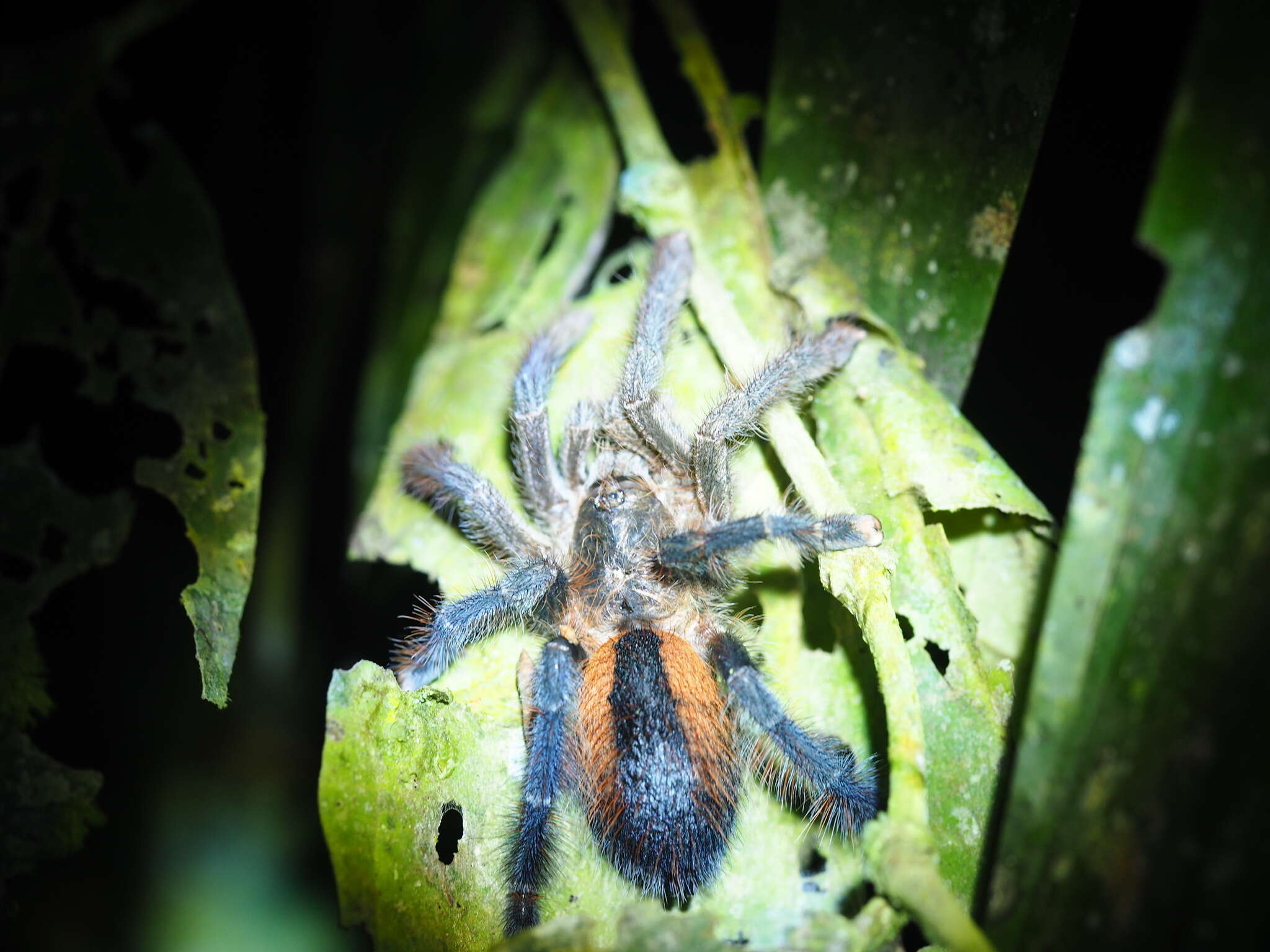 Image of Avicularia hirschii Bullmer, Thierer-Lutz & Schmidt 2006