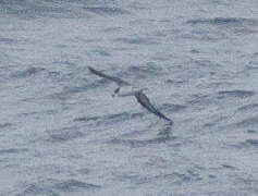 Image of Hawaiian Petrel