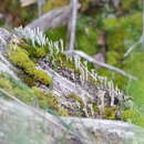 Image of Asahina's cup lichen